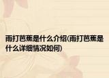 雨打芭蕉是什么介绍(雨打芭蕉是什么详细情况如何)