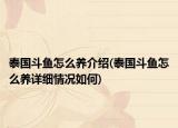 泰国斗鱼怎么养介绍(泰国斗鱼怎么养详细情况如何)
