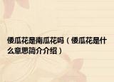 倭瓜花是南瓜花吗（倭瓜花是什么意思简介介绍）