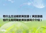 有什么方法驱赶黄鼠狼（黄鼠狼最怕什么如何驱赶黄鼠狼简介介绍）