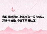当日最新消息 上海宝山一盆市价10万多肉被偷 培植不善已枯死