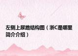 左侧上尿路结构图（浙C是哪里简介介绍）