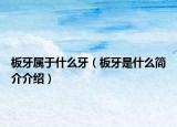 板牙属于什么牙（板牙是什么简介介绍）