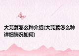 大芫荽怎么种介绍(大芫荽怎么种详细情况如何)
