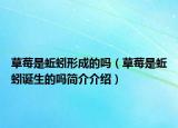 草莓是蚯蚓形成的吗（草莓是蚯蚓诞生的吗简介介绍）