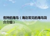 各种的海鸟（海边常见的海鸟简介介绍）