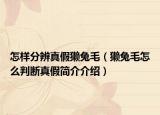 怎样分辨真假獭兔毛（獭兔毛怎么判断真假简介介绍）