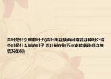 香叶是什么树的叶子(香叶树在陕西河南能栽种吗介绍 香叶是什么树的叶子 香叶树在陕西河南能栽种吗详细情况如何)