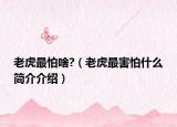 老虎最怕啥?（老虎最害怕什么简介介绍）