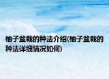 柚子盆栽的种法介绍(柚子盆栽的种法详细情况如何)