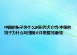 中国的狗子为什么叫田园犬介绍(中国的狗子为什么叫田园犬详细情况如何)
