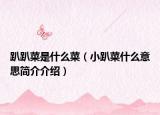 趴趴菜是什么菜（小趴菜什么意思简介介绍）