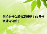 侧柏树什么季节发新芽（cb是什么简介介绍）