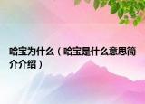 哈宝为什么（哈宝是什么意思简介介绍）