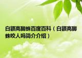 白额高脚蛛百度百科（白额高脚蛛咬人吗简介介绍）