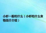 小虾一般吃什么（小虾吃什么食物简介介绍）