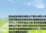 青岛宰客现象还是那么严重吗(想带小孩出去玩可看到贴吧里的留言满满都是套路呀太吓人了求高手指点介绍 青岛宰客现象还是那么严重吗 想带小孩出去玩可看到贴吧里的留言满满都是套路呀太吓人了求高手指点详细情况如何)