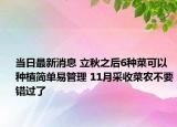 当日最新消息 立秋之后6种菜可以种植简单易管理 11月采收菜农不要错过了