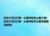 比特犬可以打败一头狼吗你怎么看介绍(比特犬可以打败一头狼吗你怎么看详细情况如何)
