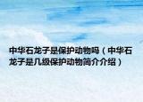 中华石龙子是保护动物吗（中华石龙子是几级保护动物简介介绍）