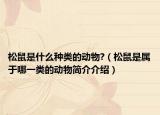 松鼠是什么种类的动物?（松鼠是属于哪一类的动物简介介绍）
