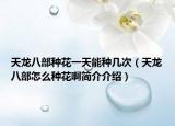 天龙八部种花一天能种几次（天龙八部怎么种花啊简介介绍）