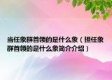 当任象群首领的是什么象（担任象群首领的是什么象简介介绍）