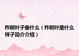 柞树叶子像什么（柞树叶是什么样子简介介绍）