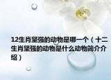12生肖坚强的动物是哪一个（十二生肖坚强的动物是什么动物简介介绍）