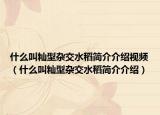 什么叫籼型杂交水稻简介介绍视频（什么叫籼型杂交水稻简介介绍）