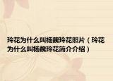 玲花为什么叫杨魏玲花照片（玲花为什么叫杨魏玲花简介介绍）