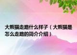 大熊猫走路什么样子（大熊猫是怎么走路的简介介绍）