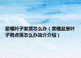 紫檀叶子发黑怎么办（黑檀盆景叶子有点落怎么办简介介绍）