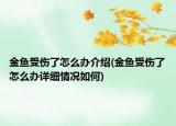 金鱼受伤了怎么办介绍(金鱼受伤了怎么办详细情况如何)