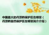 中国最大的丹顶鹤保护区在哪里（丹顶鹤自然保护区在哪里简介介绍）