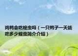 鸡鸭会吃蝗虫吗（一只鸭子一天能吃多少蝗虫简介介绍）