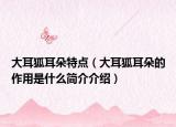 大耳狐耳朵特点（大耳狐耳朵的作用是什么简介介绍）