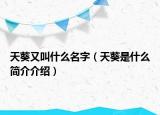 天葵又叫什么名字（天葵是什么简介介绍）