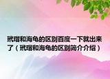 玳瑁和海龟的区别百度一下就出来了（玳瑁和海龟的区别简介介绍）