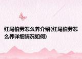 红尾伯劳怎么养介绍(红尾伯劳怎么养详细情况如何)