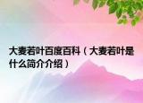 大麦若叶百度百科（大麦若叶是什么简介介绍）