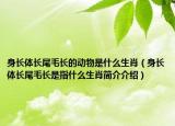 身长体长尾毛长的动物是什么生肖（身长体长尾毛长是指什么生肖简介介绍）