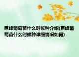 巨峰葡萄苗什么时候种介绍(巨峰葡萄苗什么时候种详细情况如何)