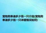 宠物狗泰迪多少钱一只介绍(宠物狗泰迪多少钱一只详细情况如何)