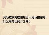 河马拉屎为啥甩尾巴（河马拉屎为什么甩尾巴简介介绍）