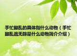 手忙脚乱的具体指什么动物（手忙脚乱逃无踪是什么动物简介介绍）