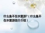 什么鱼不在水里游?（什么鱼不在水里游简介介绍）