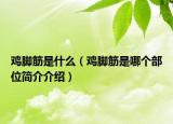 鸡脚筋是什么（鸡脚筋是哪个部位简介介绍）