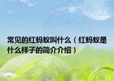 常见的红蚂蚁叫什么（红蚂蚁是什么样子的简介介绍）