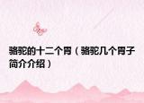 骆驼的十二个胃（骆驼几个胃子简介介绍）
